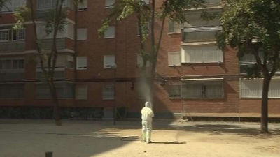 El Ayuntamiento lleva a cabo tratamientos en olmos contra la plaga galeruca