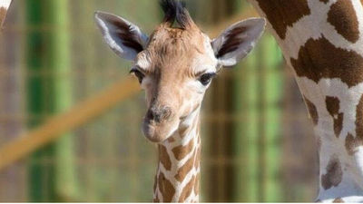 Nace la primera cría de jirafa en Safari Madrid en más de diez años