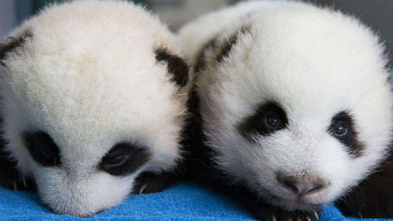 Nacen unos gemelos panda