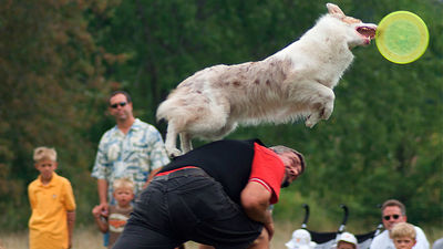 Los perros también hacen deporte