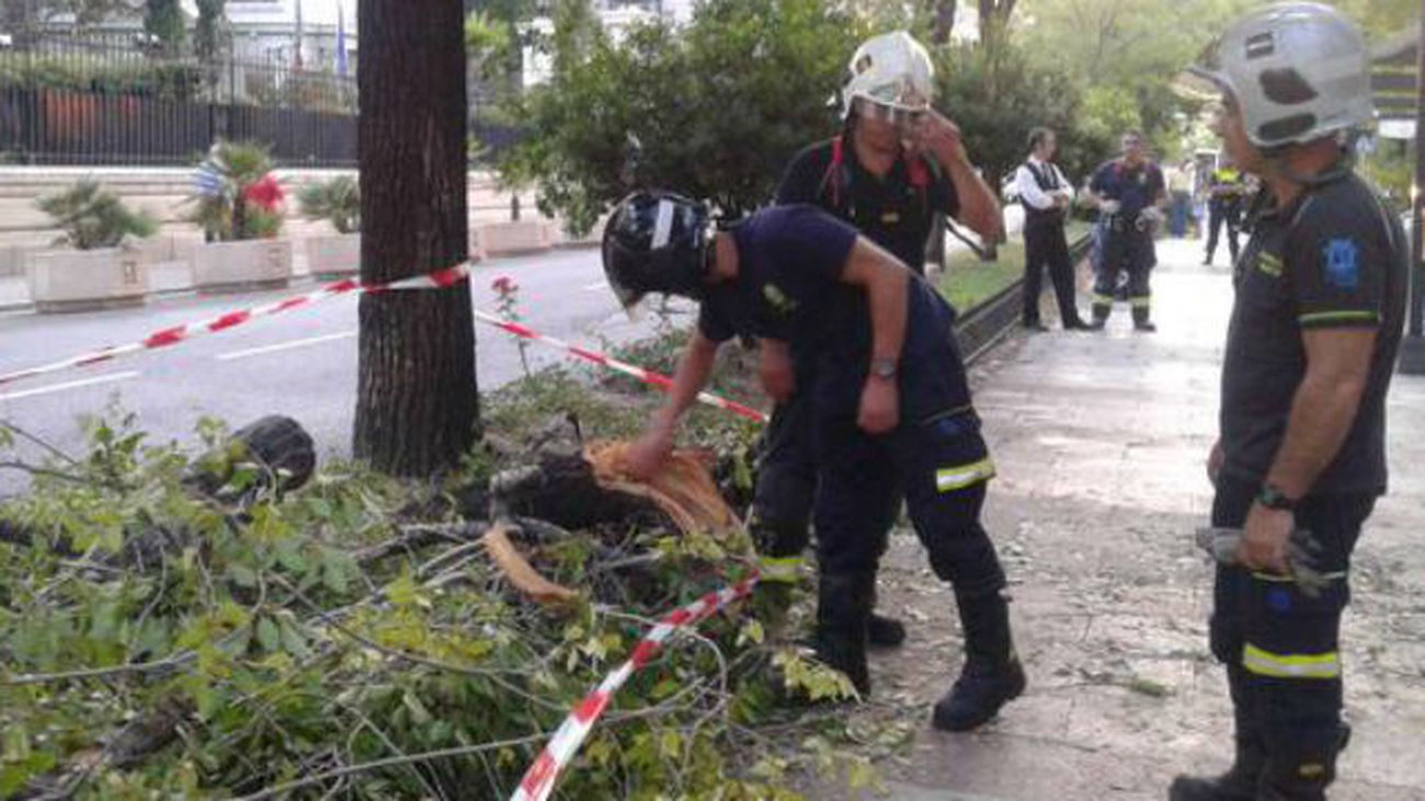 El Ayuntamiento de Madrid anuncia un plan urgente de control del arbolado