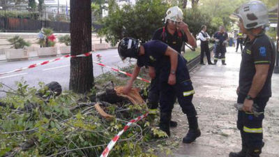 El Ayuntamiento de Madrid anuncia un plan urgente de control del arbolado