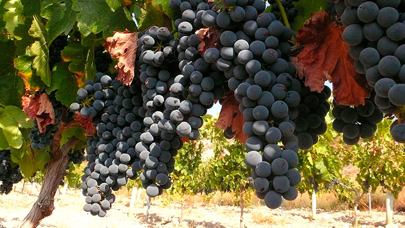 Una cosecha excelente en Madrid