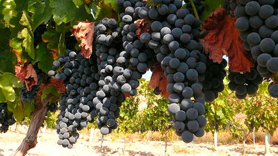 Una cosecha excelente en Madrid