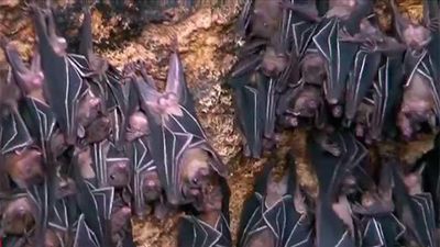 Los murciélagos invaden Moratalaz