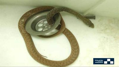 Una serpiente en el fregadero
