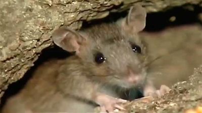 Los ratones toman Tirso de Molina