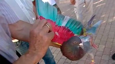 Navalagamella: Las curiosas aficiones de Navalagamella