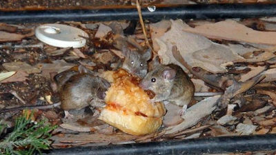 Aumentan un 60% las denuncias al Ayuntamiento por ratas en el centro