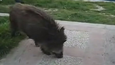 Los jabalíes invaden Torrelodones