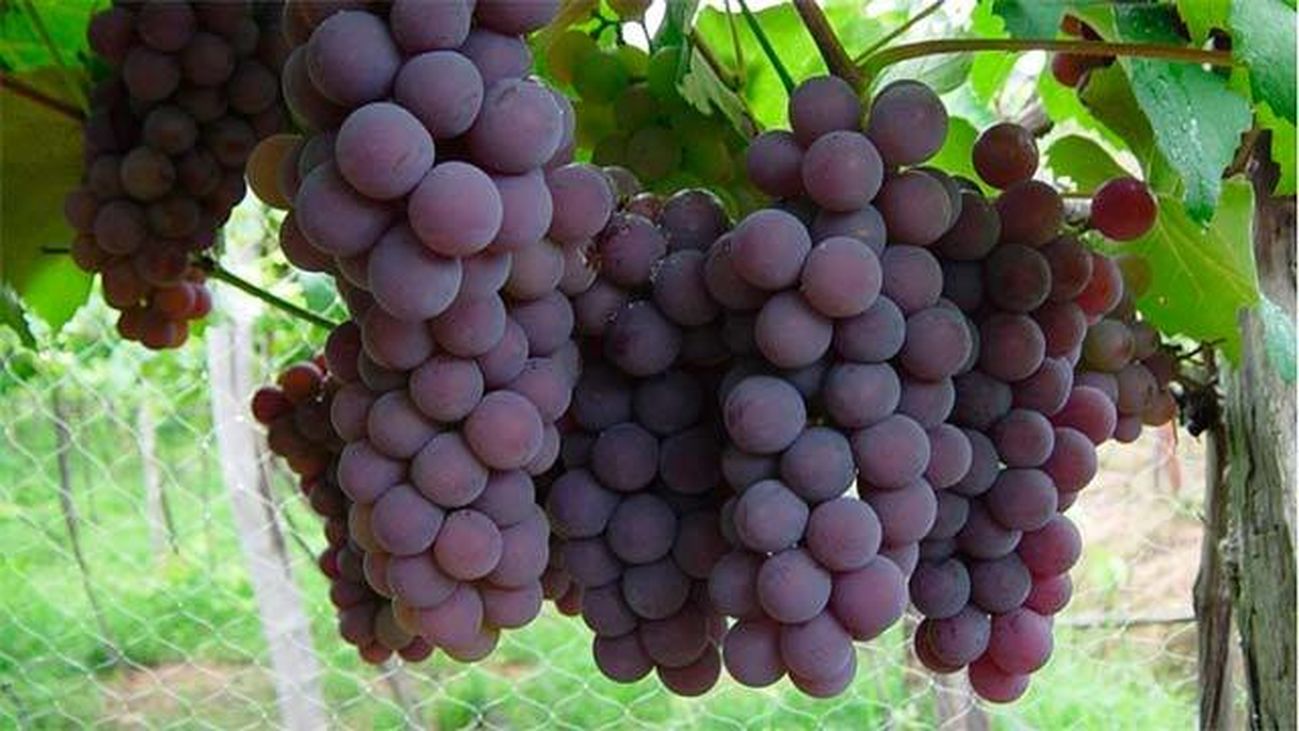 Septiembre, el mes de la vendimia