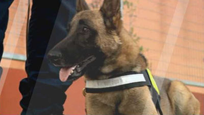 Villanueva de la Cañada estrena la Unidad Canina de la Policía Local