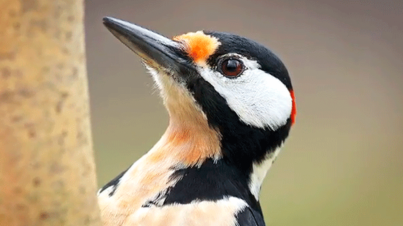 Lozoya: Rutas por el corazón del Valle del Lozoya