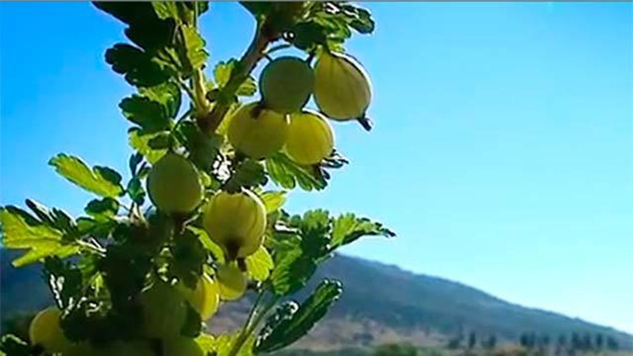 Lozoya: La huerta ecológica "El puente del Molino"