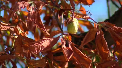 Las curiosidades del otoño