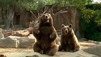 Confirmado: Los animales también notan los cambios de estación