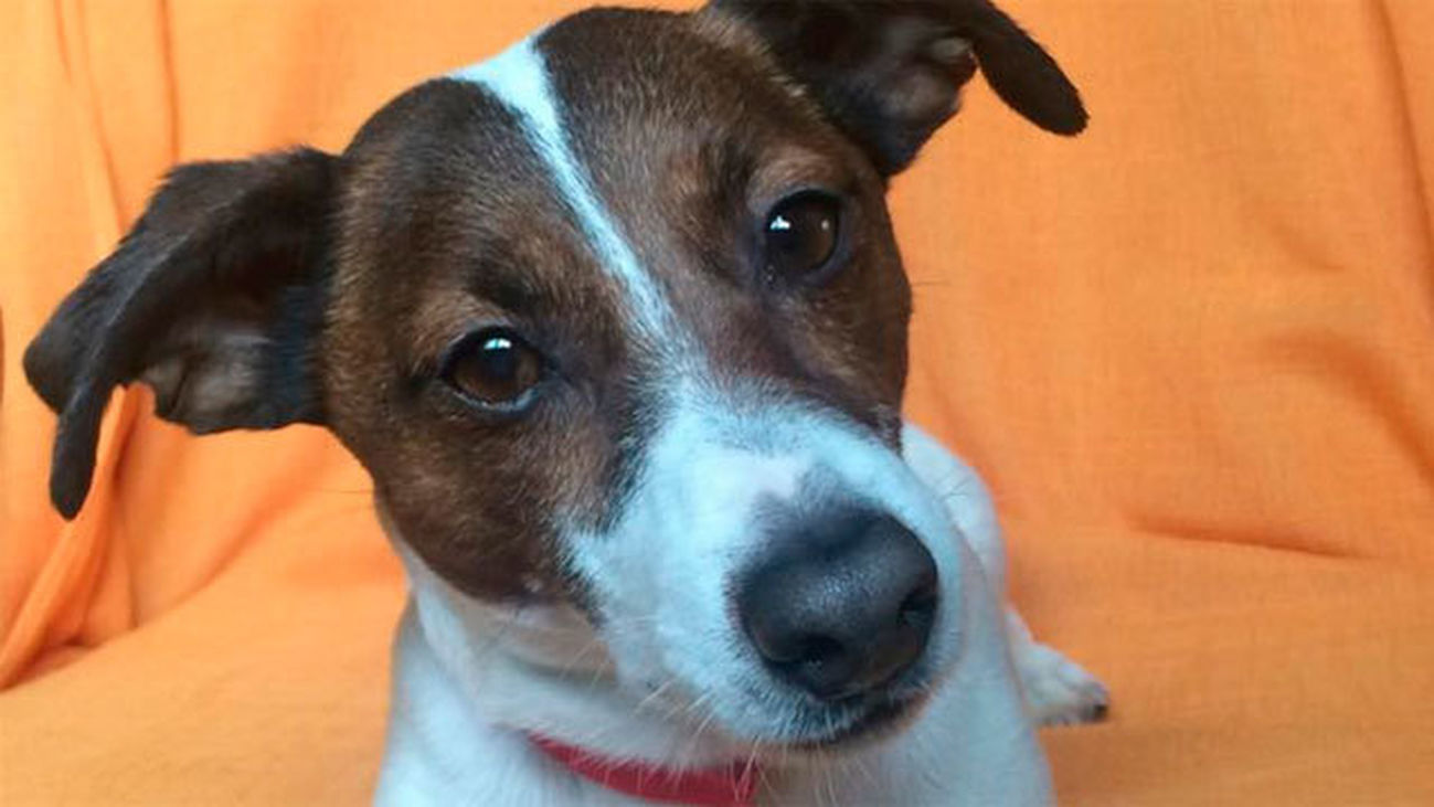 Villarejo de Salvanés: Campeones perrunos