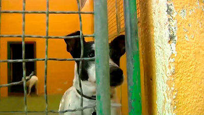 La Comunidad de Madrid protegerá al máximo nivel a las mascotas