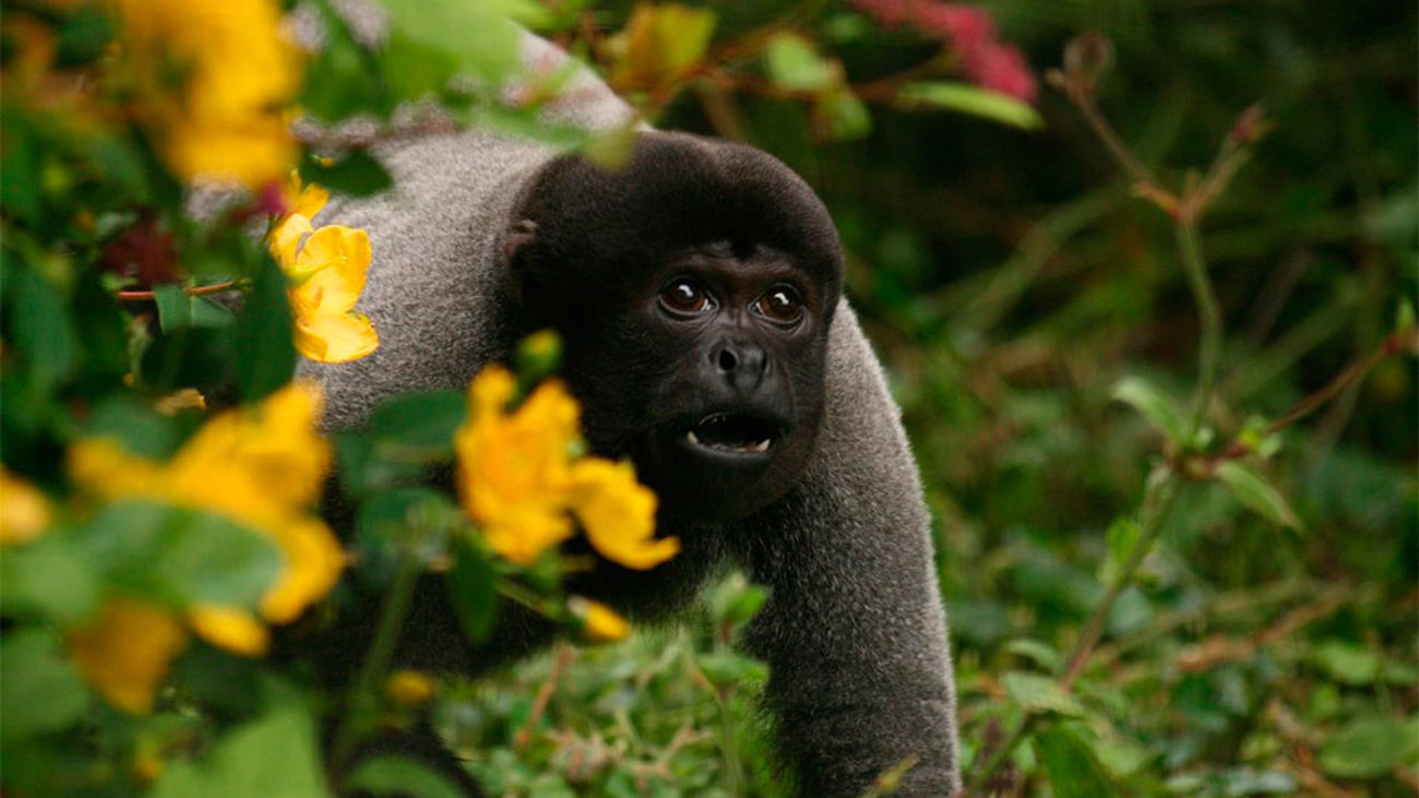El santuario de monos de Cornwall