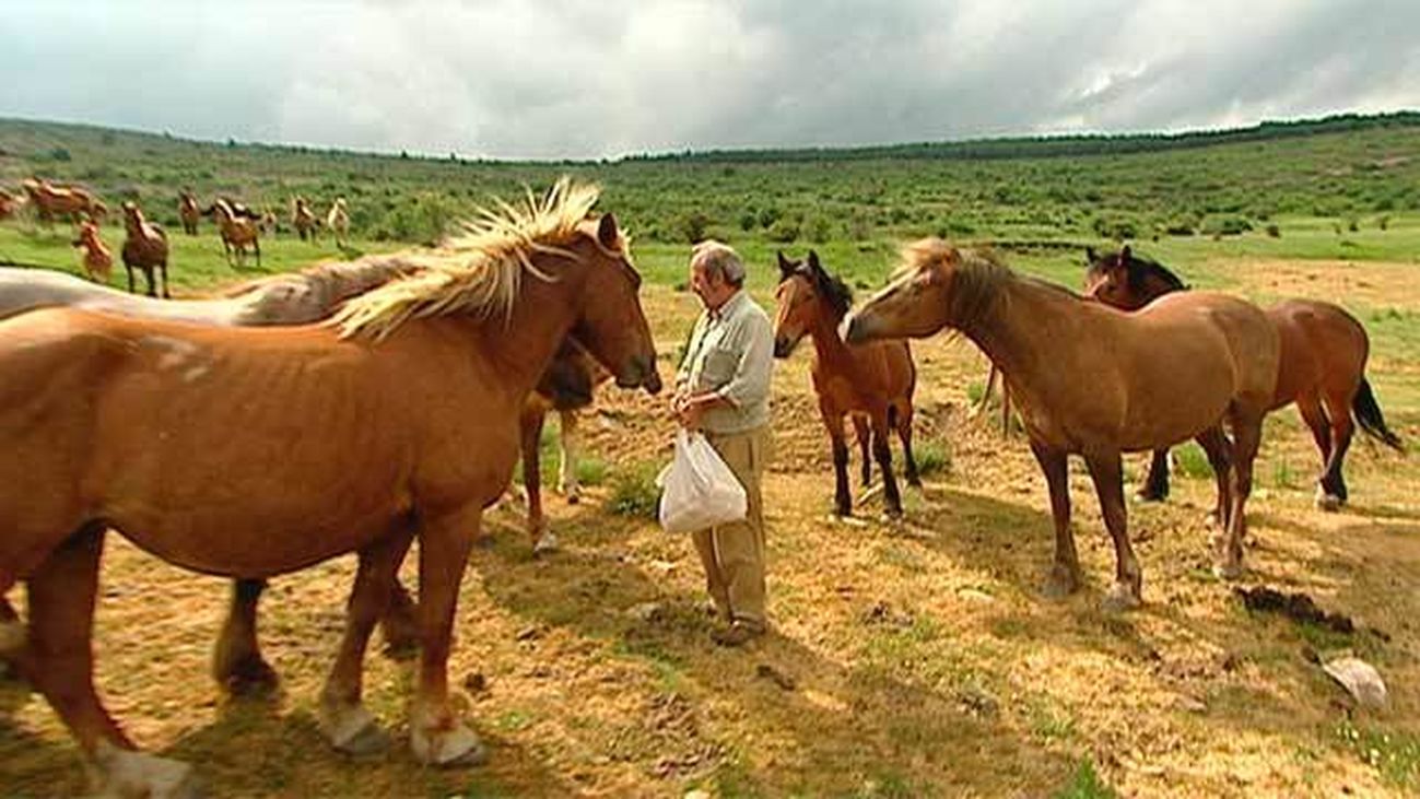 Horcajuelo de la Sierra: Yeguas salvajes en plena Sierra Norte