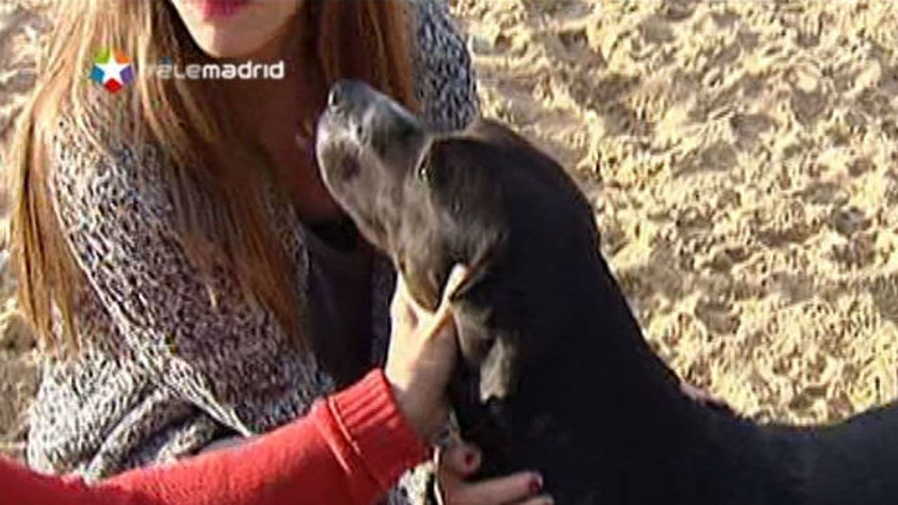 La comunidad garantizará por ley el 'sacrificio 0' de animales de compañía