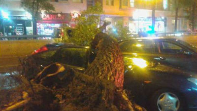 Una mujer, herida leve por la caída de un árbol sobre tres vehículos