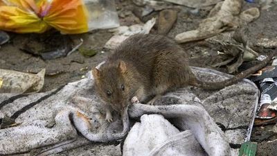 El Ayuntamiento confirma un ligero incremento en avisos por ratas