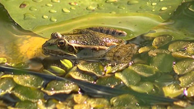 El Botánico celebra sus 260 años inaugurando un nuevo estanque