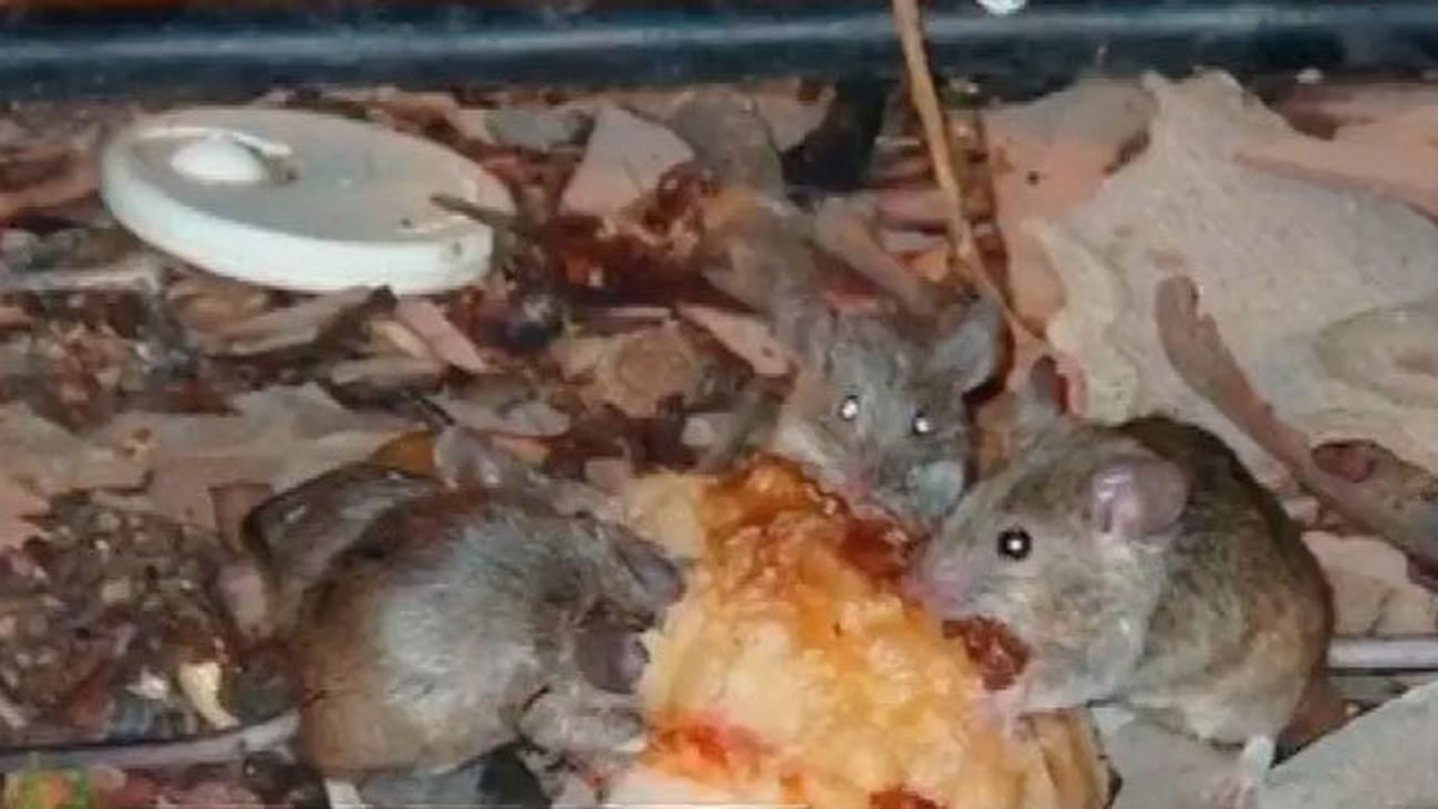 Las ratas toman el centro de Madrid