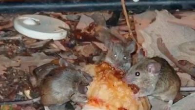 Las ratas toman el centro de Madrid