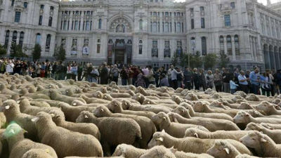 Rebaños ovinos y folclore reviven en Madrid la tradición de la trashumancia