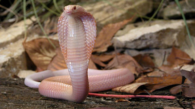 El Zoo de Madrid es el único que tiene todo tipo de antídotos contra mordeduras letales