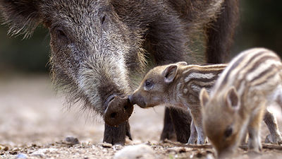 Los jabalíes campan a sus anchas por Torrelodones