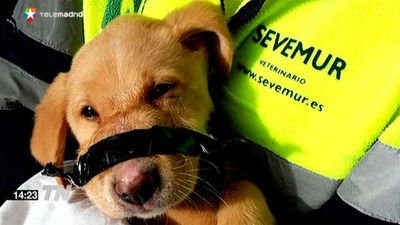 Encuentran en un contenedor un cachorro con el hocico atado con cinta aislante