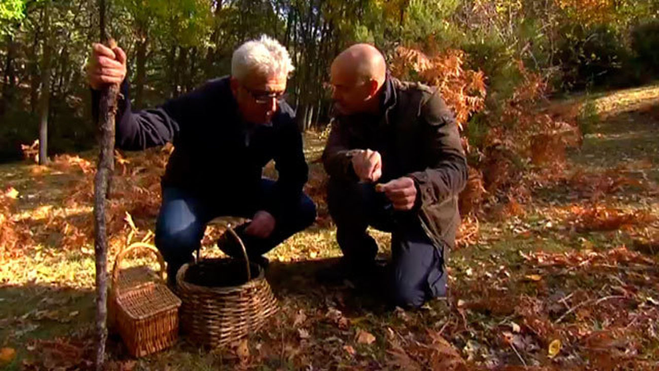 El Encantador de Setas: Rebozuelos y setas no comestibles en La Hiruela
