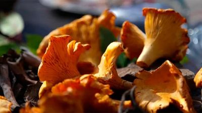 En busca de rebozuelos por los bosques de La Hiruela