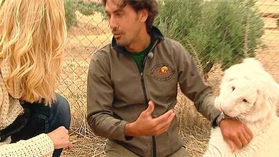 Los Santos de la Humosa: Animales de cine