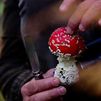 Amanita muscaria, la "seta de los Pitufos"