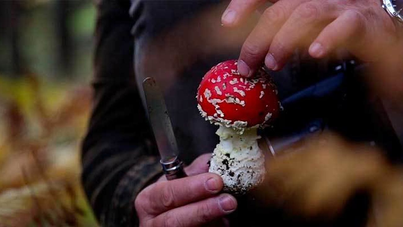 Amanita muscaria, la "seta de los Pitufos"