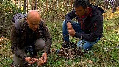 El Encantador de Setas: Parasoles y setas de cardo en Soto del Real