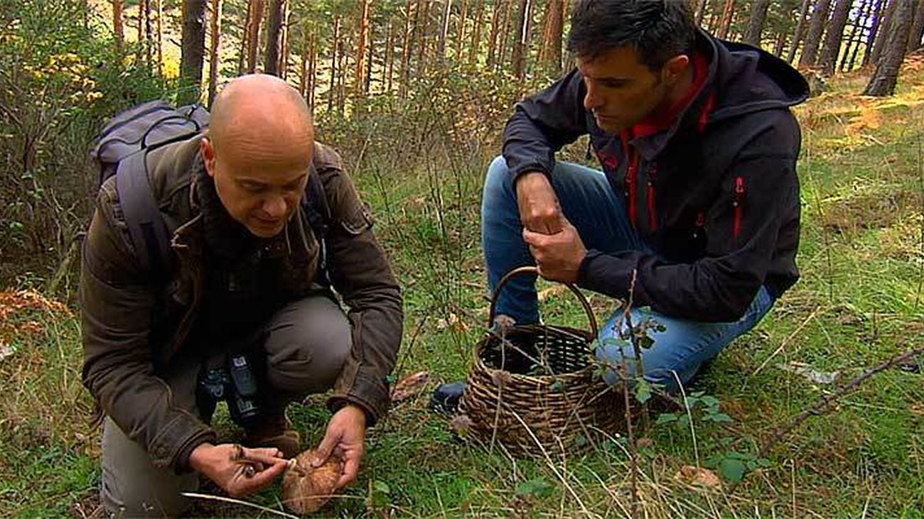 El Encantador de Setas: Parasoles y setas de cardo en Soto del Real