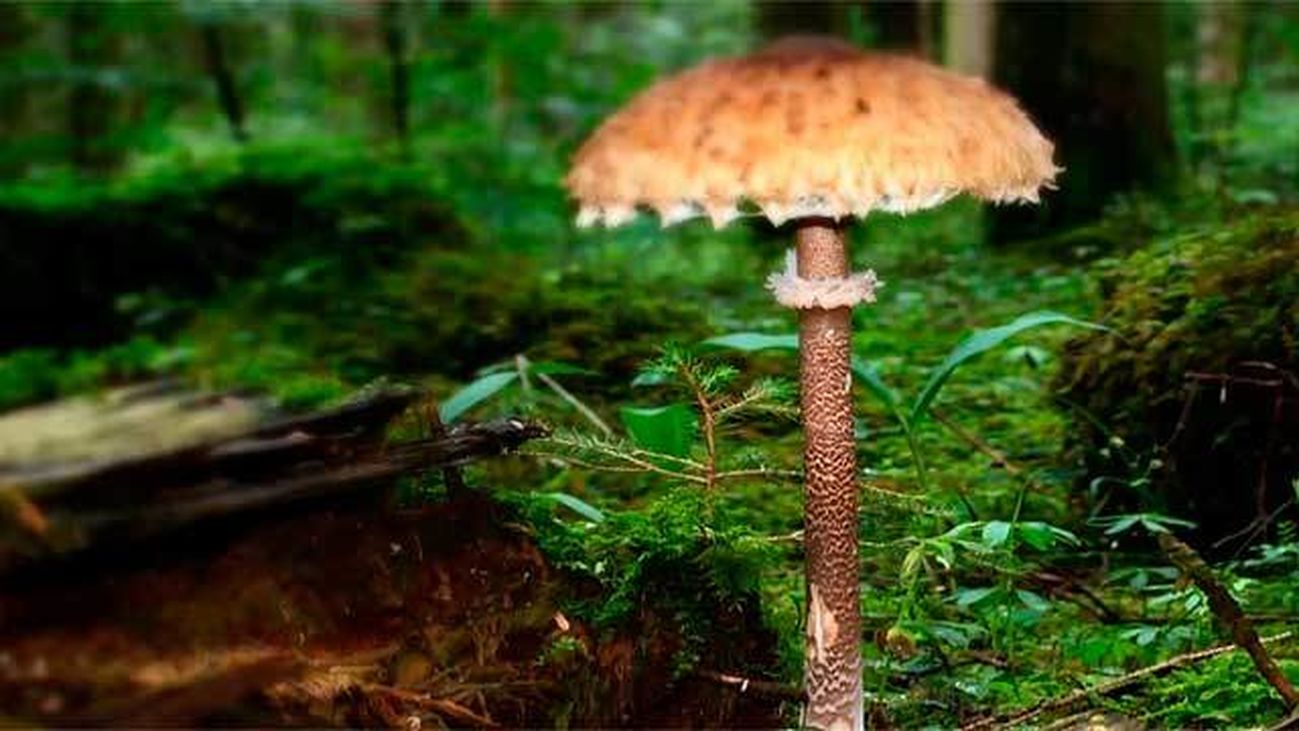 La macrolepiota procera, o parasol