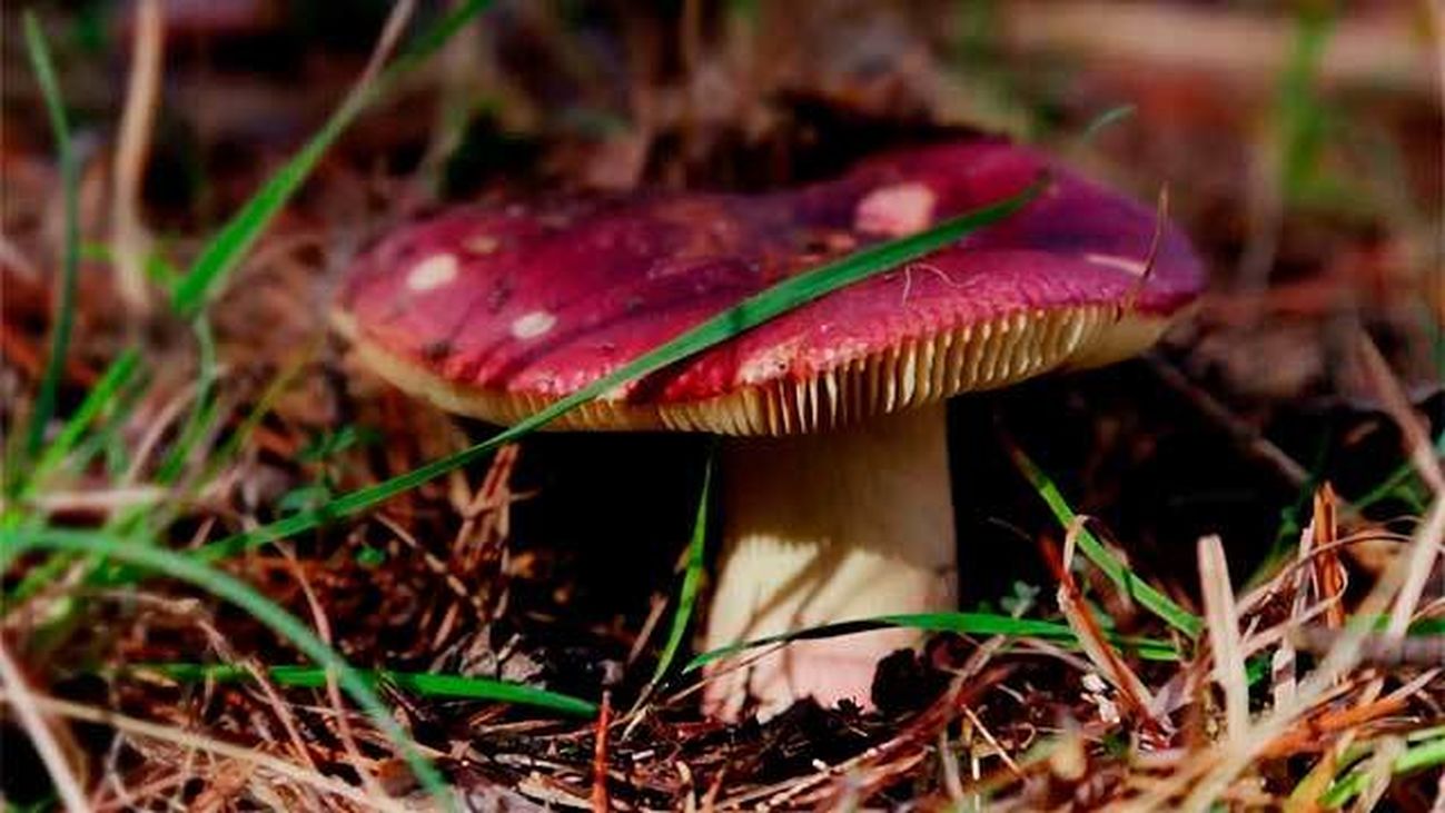 La rúsula, abundante aunque no comestible
