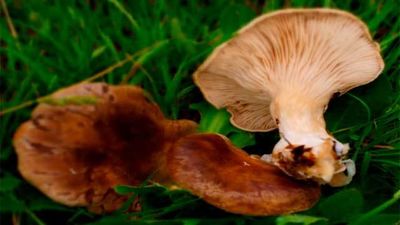 La seta de cardo, un excelente comestible