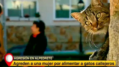 Agreden a una mujer por alimentar a gatos callejeros