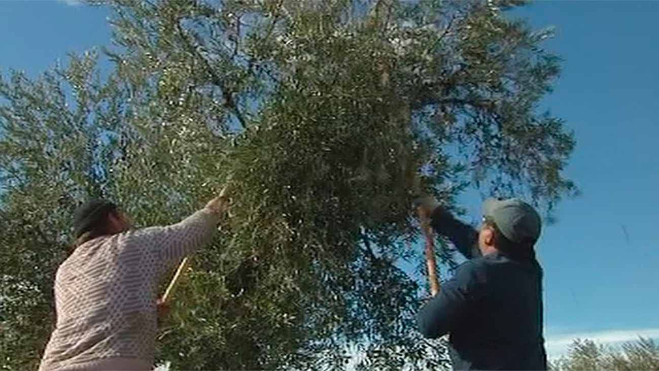 Tiempo de recogida de la aceituna