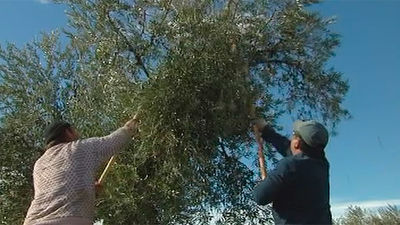 Tiempo de recogida de la aceituna