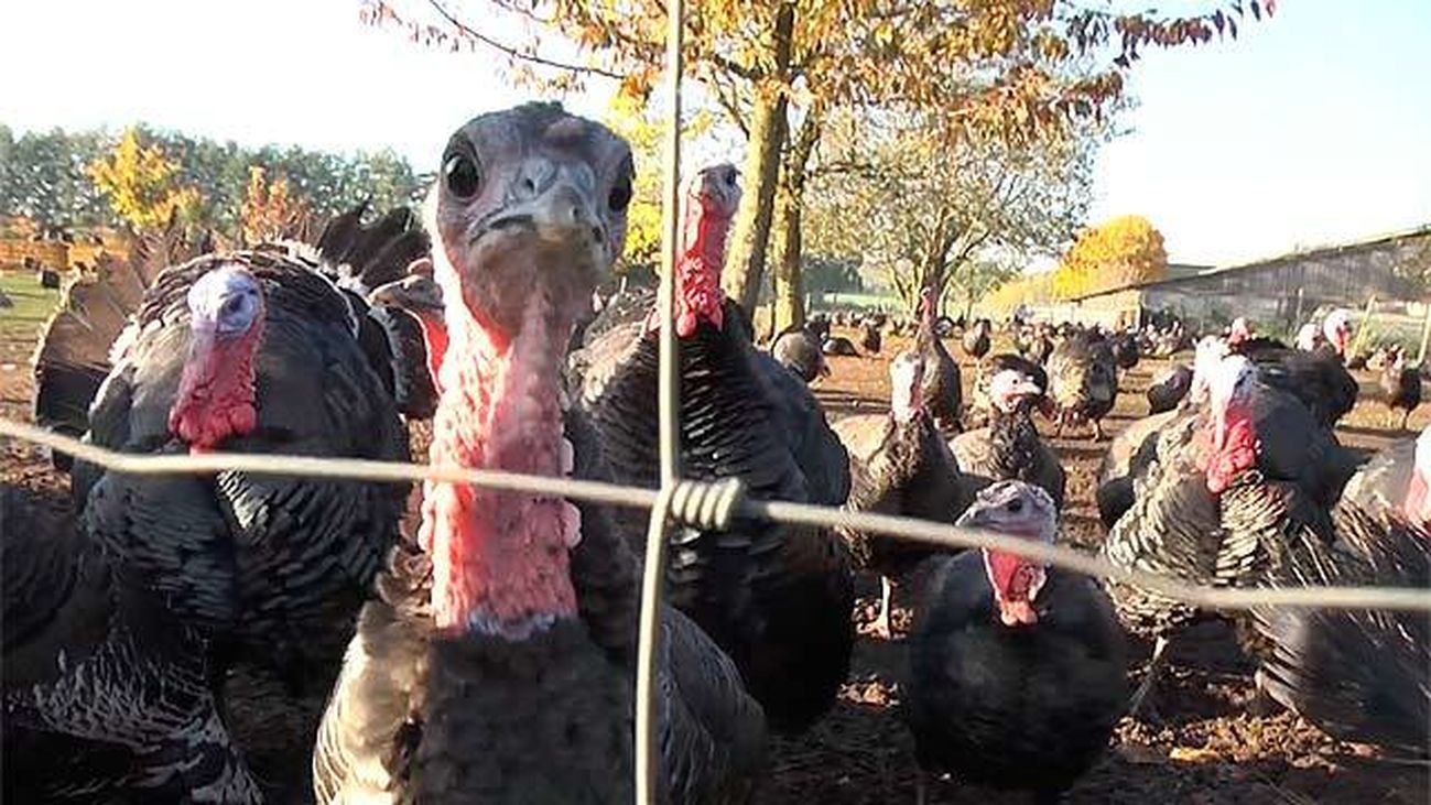 Más mosqueado que un pavo en navidad... y con motivo