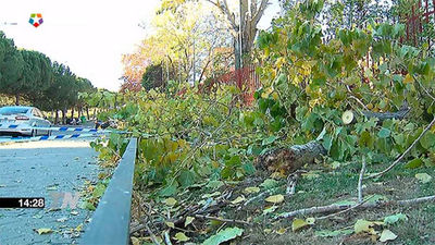 Un hombre de 51 años fallece en Alcorcón por la rama de un árbol