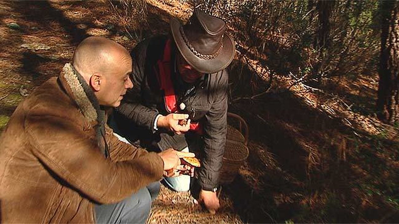 Robledillo de la Jara: Paraíso micológico